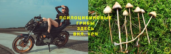 твердый Аркадак